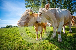 Portrait of a brown cow and a white bull on a meadow