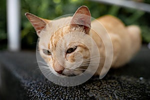 A portrait of brown cute cat