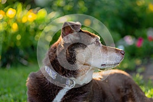 Portrait of brown dog