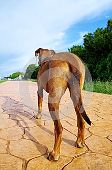 Portrait of a brown dog from behind