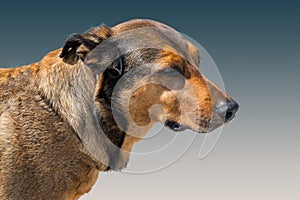 Portrait of a brown dog on a blue background, mixedbreed