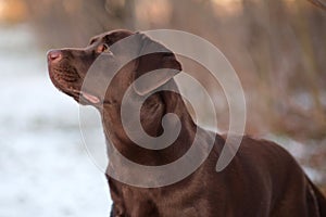 Portrait of a brown dog breed Labrador Retriever in a winter park