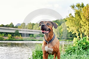 Portrait of a brown dog. Happy smiling dog, river and cloudy sky in the background.