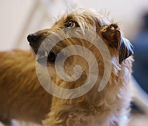 Portrait of a brown dog jack russell terrier mix