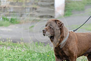 Portrait of a brown dog standing on green grass. A male chocolat