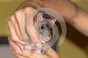 Portrait of a brown domestic rat