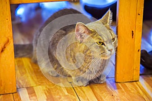 Portrait of brown-eyed cat isolated with blur background. Beautiful feline cat at home