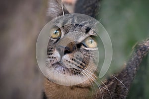 Portrait of brown-eyed curious cat