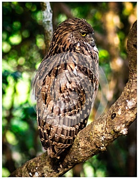 Portrait of Brown Fish Owl taken in Wilpattu National Park, Sri Lanka.