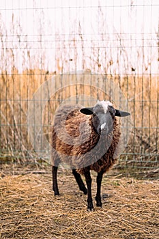 Portrait of a brown fluffy lamb standing in a corral next to a fence. Household, petting zoo