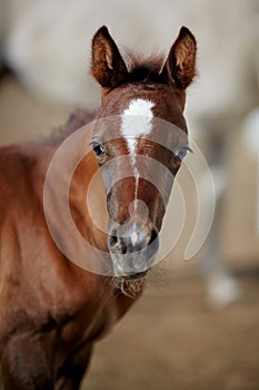 Portrait of a brown foal.