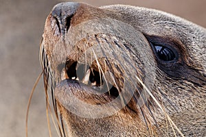 Portrait of Brown fur seal - sea lions in Namibia