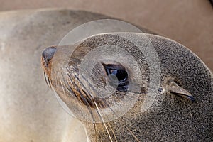 Portrait of Brown fur seal - sea lions in Namibia