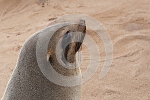 Portrait of Brown fur seal - sea lions in Namibia