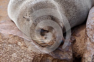 Portrait of Brown fur seal - sea lions in Namibia