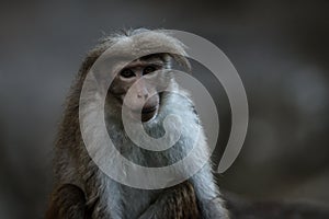 A portrait of a brown furred macaque monkey looking at camera over gray blurred background