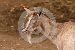 Portrait of a brown goat in barn