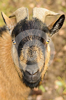 Portrait of a brown goat with big horns