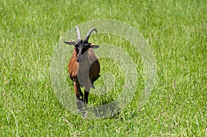 brown goat grazing in a meadow