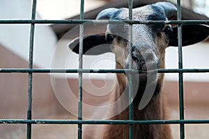 Portrait of brown goat with horns looking out from a cage. Domestic animal in captivity. Unhappy hungry prisoner in a zoo asking