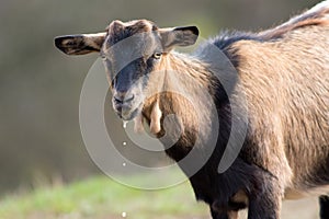 Portrait of brown goat on the watering place