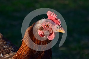 Portrait of a brown hen with nature background