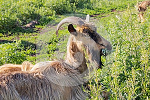 Portrait of a brown horned goat chewing grass in a pasture.
