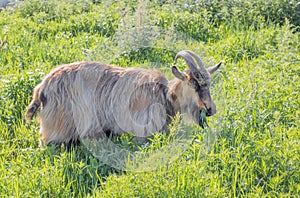 Portrait of a brown horned goat chewing grass in a pasture.