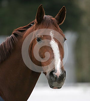 Retrato marrón un caballo 