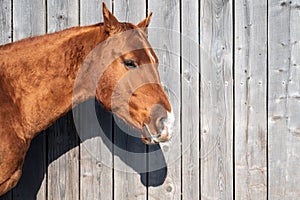 Portrait of a brown horse