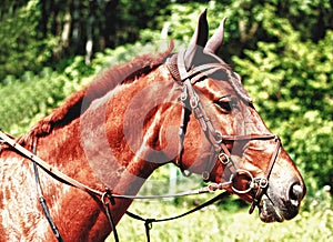 Portrait of brown horse