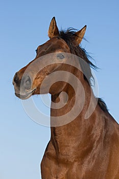 Portrait of brown horse