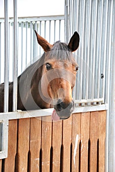 A portrait of brown horse in barn