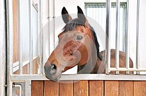 A portrait of brown horse in barn