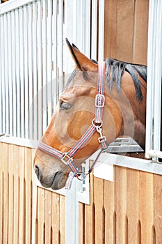 A portrait of brown horse in barn