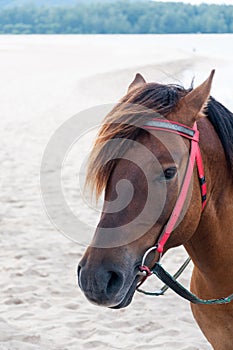 Portrait of Brown horse beautiful arabian colt