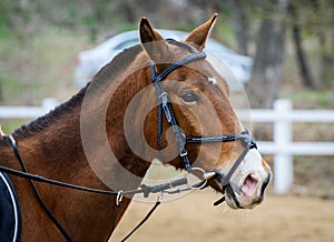 Portrait of a brown horse in a bridle.