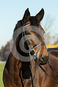 Portrait of a brown horse with bridle in a frontal view