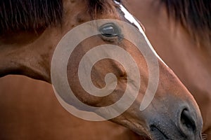 Portrait of a brown horse close up with a sad look