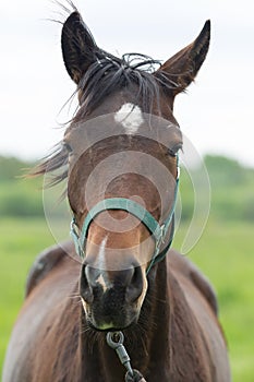 Portrait of a brown horse with a disheveled mane in a halter close-up