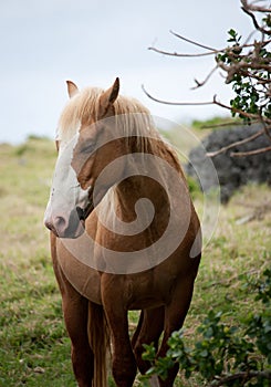 A portrait of a brown horse with an eye closed in Eua in Tonga