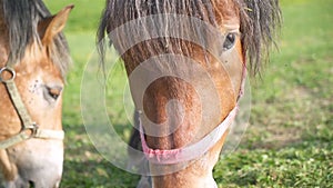 Portrait of brown horse feeding grass in organic ranch in sunny summer. Slow motion