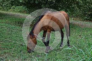 Portrait of brown horse grazing in a meadow . horse on a leash eating grass closeup . Single brown local mountain horse tied up