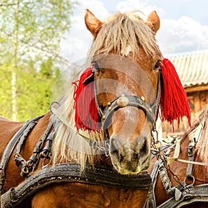 Portrait of brown horse head, in a harness stand on the yard of