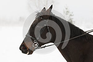 Portrait of brown horse head in winter