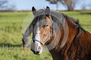 Portrait of a brown horse. Horse head shot of a beautiful stallion.