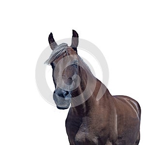Portrait of a brown horse Isolated on a white background