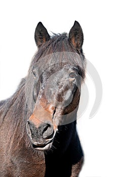 Portrait brown horse isolated on white