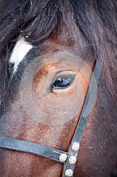 Portrait of a brown horse looking at you, close-up, animal gaze