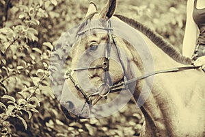 Portrait of brown horse on nature sepia